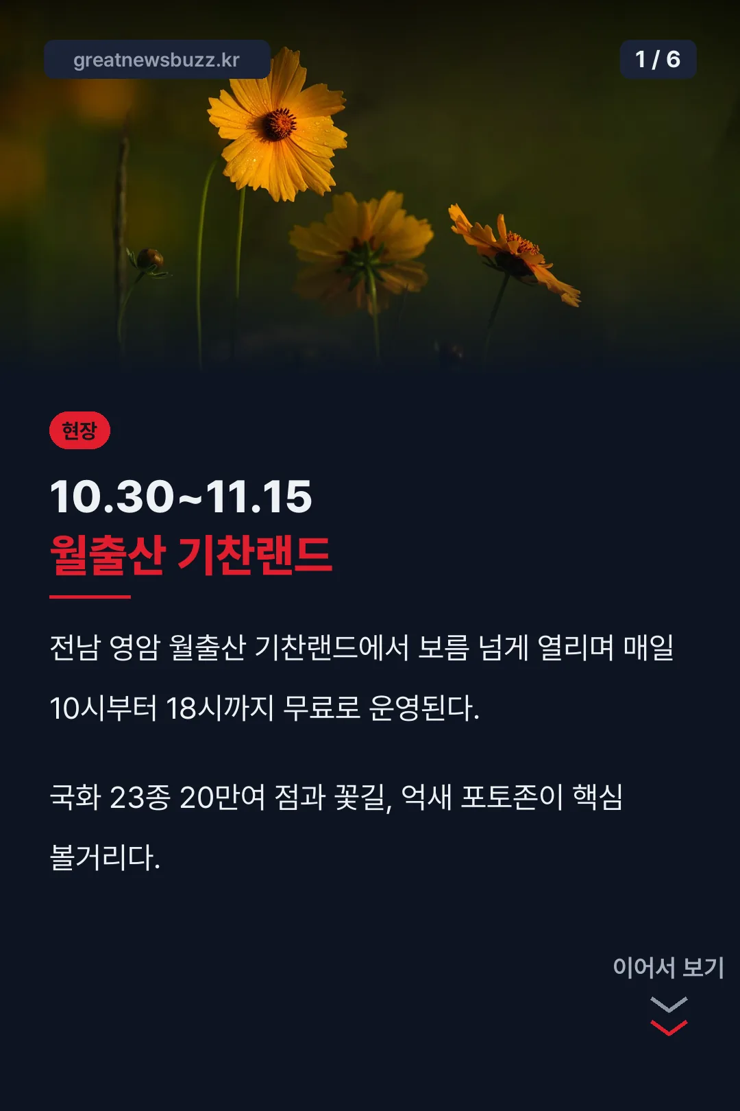 월출산 국화축제 한눈에 정리